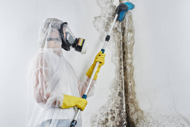 Best Attic Mold Removal  in Sardis, MS